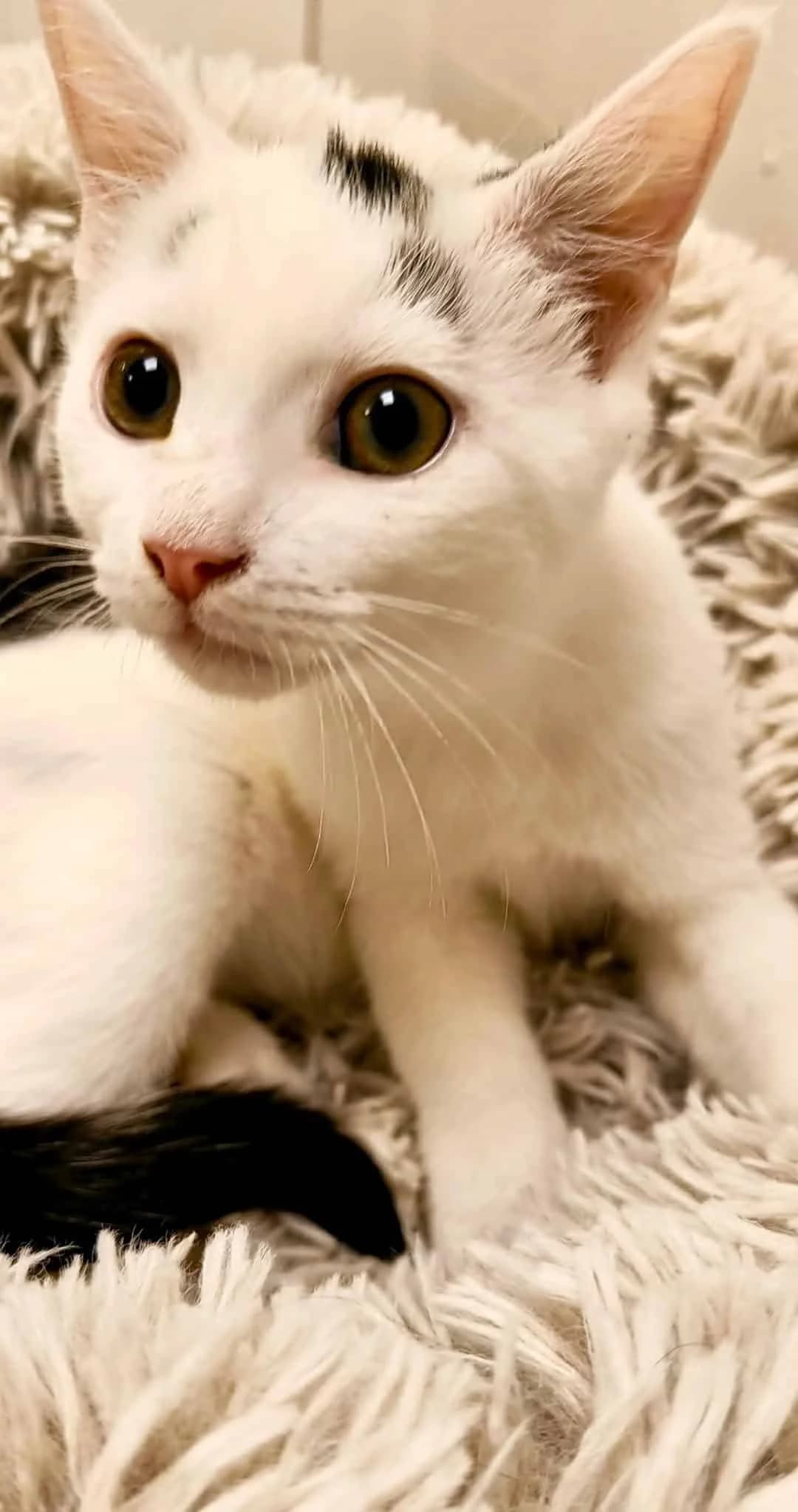 Oreo, male Mixed Breed for adoption at Dyrebeskyttelsen Norge Haugaland, Haugesund