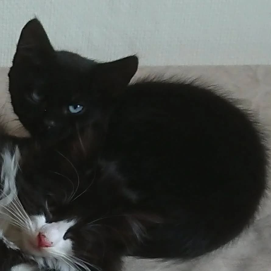 Linus søker sitt for, male Mixed Breed for adoption at Dyrebeskyttelsen Norge Haugaland, Haugesund