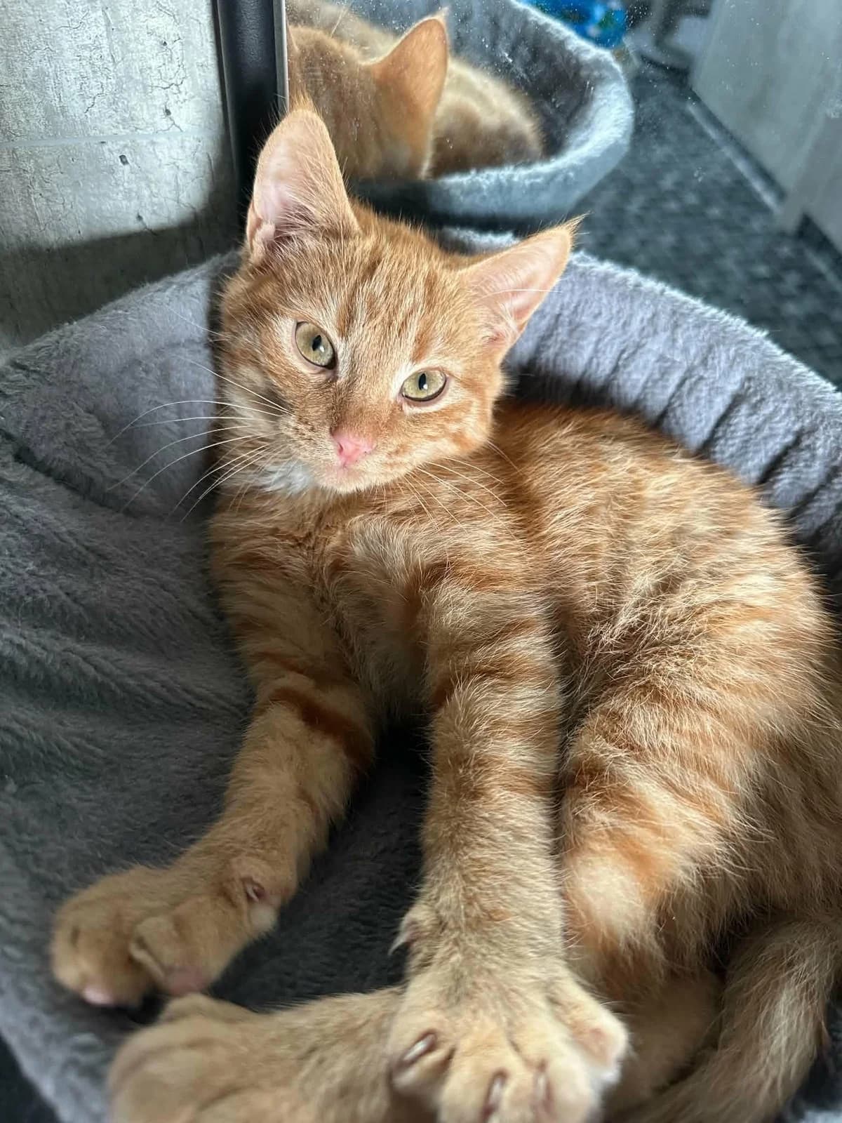 Leon, male Mixed Breed for adoption at Dyrebeskyttelsen Norge Haugaland, Haugesund