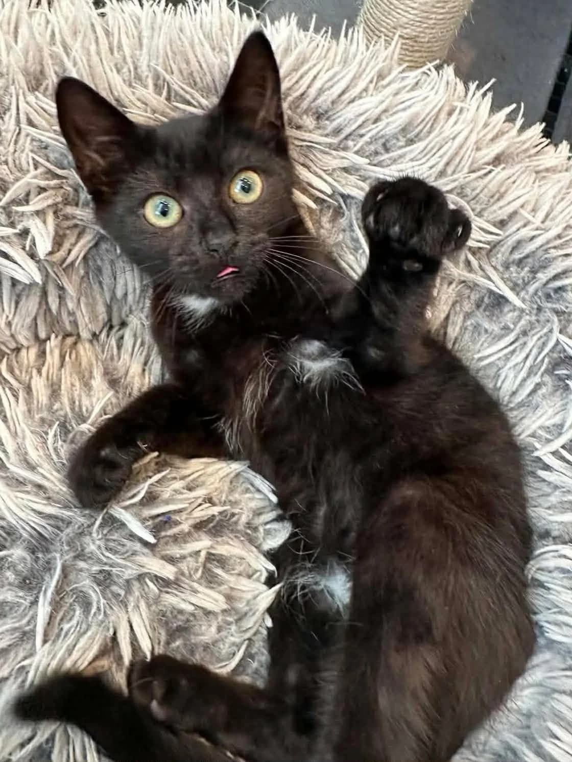 Mio, hvit male Mixed Breed for adoption at Dyrebeskyttelsen Norge Haugaland, Haugesund