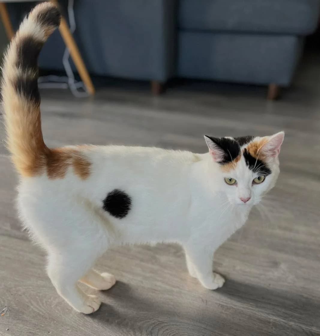 Sofie, female senior Mixed Breed for adoption at Dyrebeskyttelsen Norge Haugaland, Haugesund