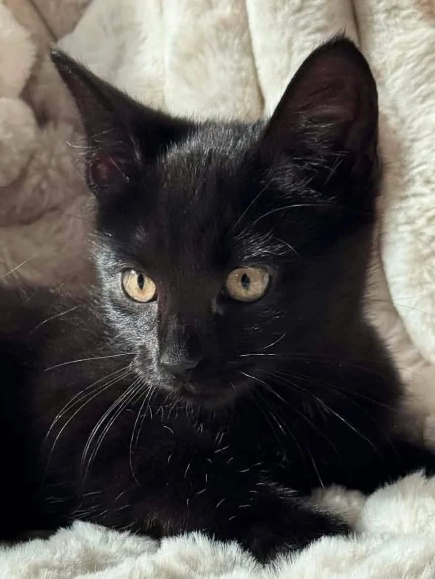 Nova, blå female Mixed Breed for adoption at Dyrebeskyttelsen Norge Haugaland, Haugesund