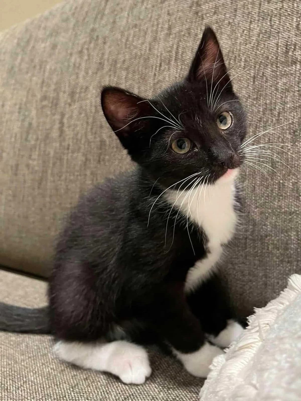 Mellie, female puppy Mixed Breed for adoption at Dyrebeskyttelsen Norge Haugaland, Haugesund