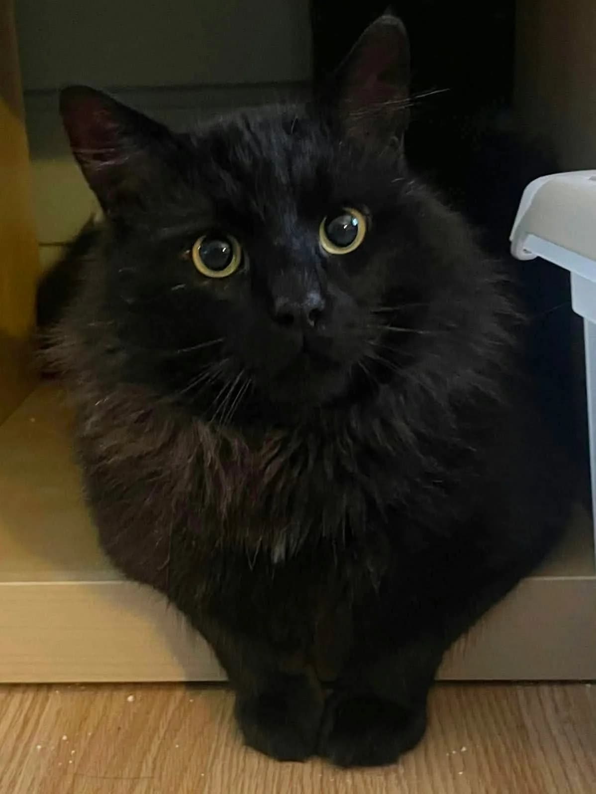 Cattuccino, male 4yo Mixed Breed for adoption at Dyrebeskyttelsen Norge Haugaland, Haugesund