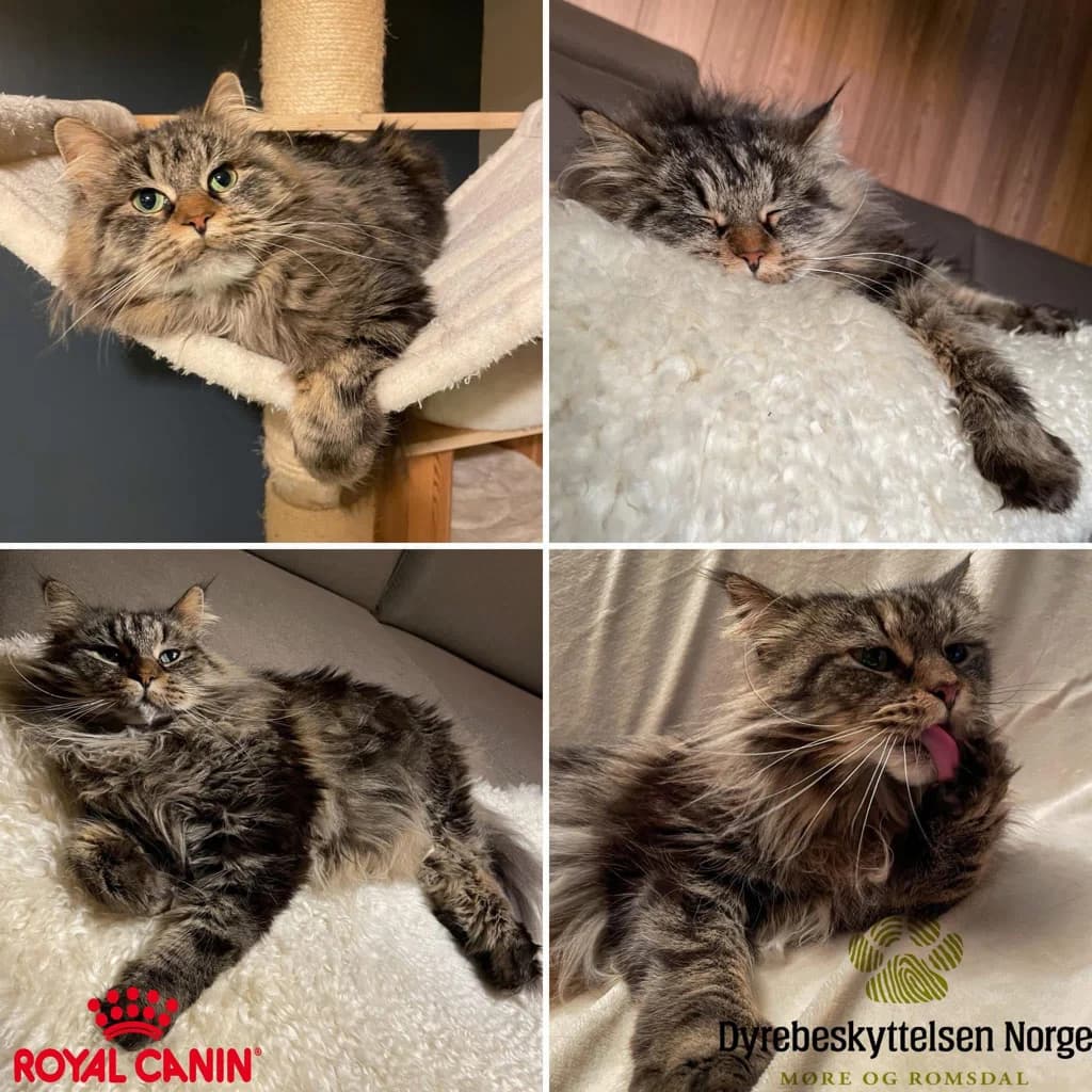 Nala, female 5yo Mixed Breed for adoption at Dyrebeskyttelsen Norge Molde og Romsdal, Molde