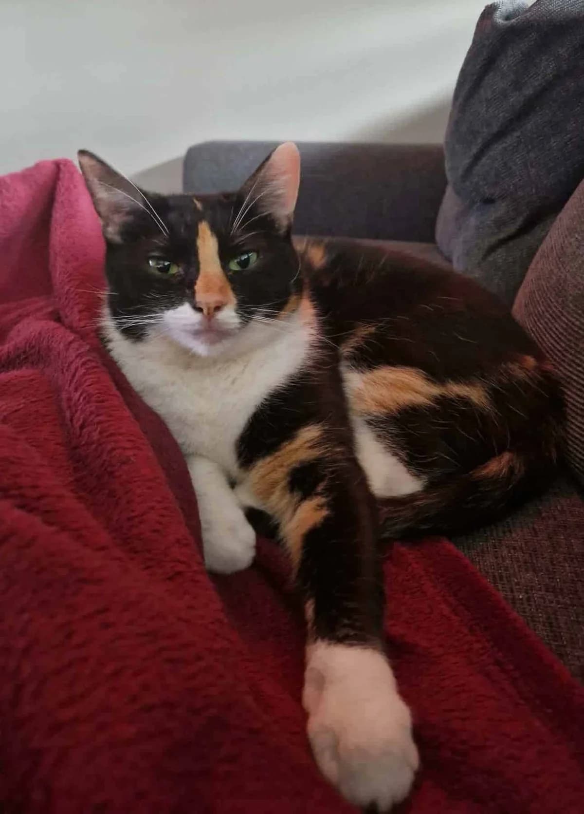 Emma, female 7yo Mixed Breed for adoption at Dyrebeskyttelsen Norge Nord-Trondelag, Steinkjer