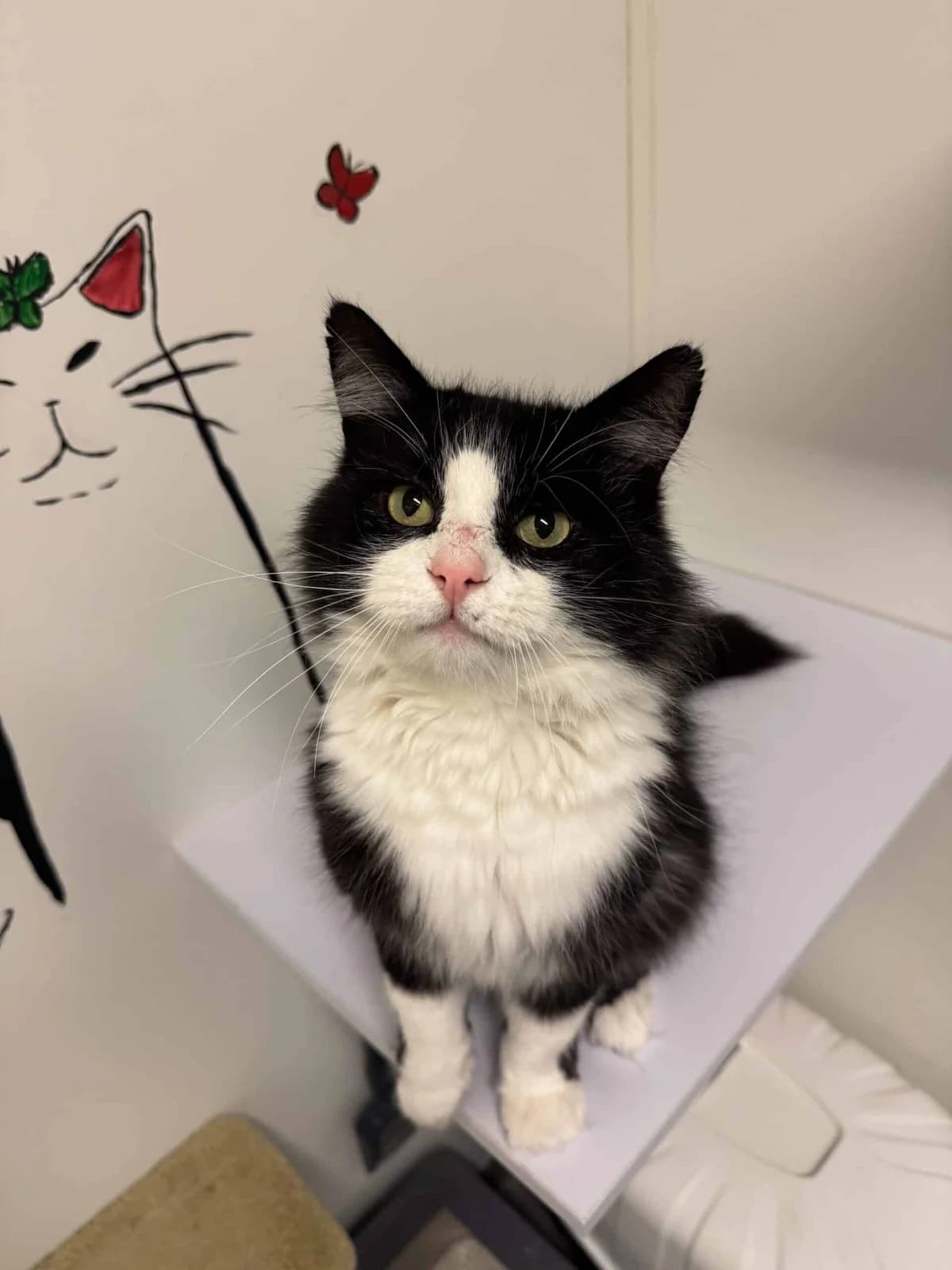 Svarteper, male 4yo Mixed Breed for adoption at Dyrebeskyttelsen Norge Nord-Trondelag, Steinkjer