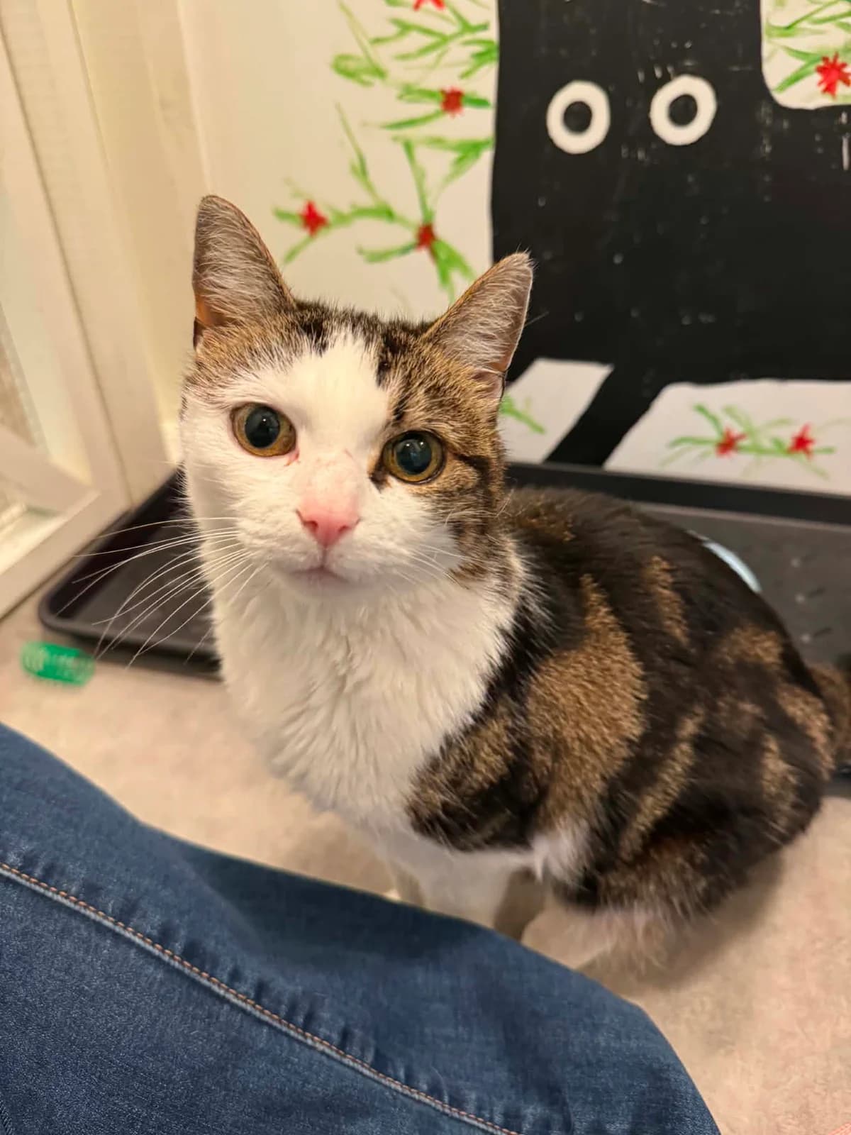 Lyx, female 6yo Mixed Breed for adoption at Dyrebeskyttelsen Norge Nord-Trondelag, Steinkjer
