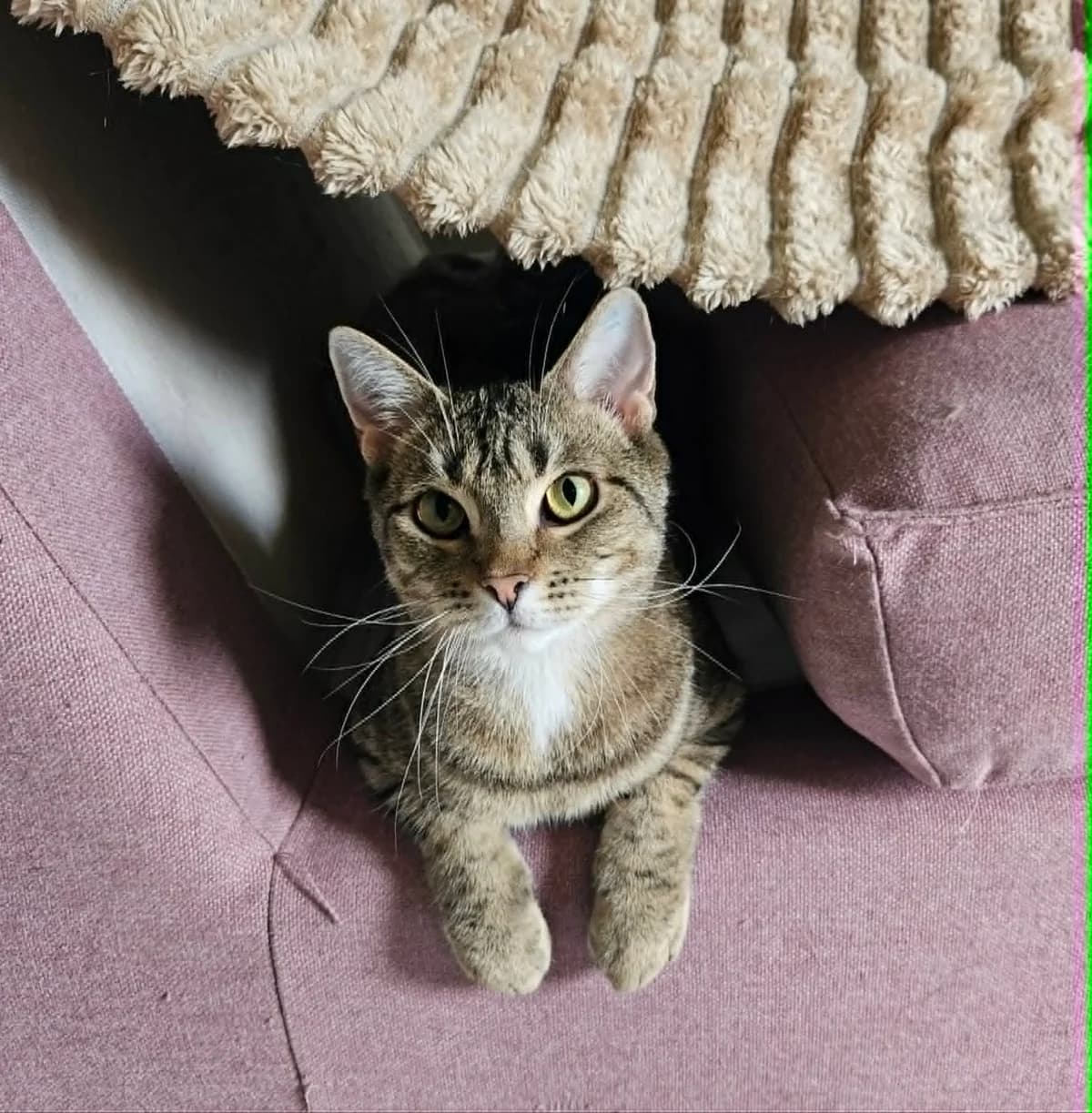 Kanzo, male 3yo Mixed Breed for adoption at Dyrebeskyttelsen Norge Nord-Trondelag, Steinkjer
