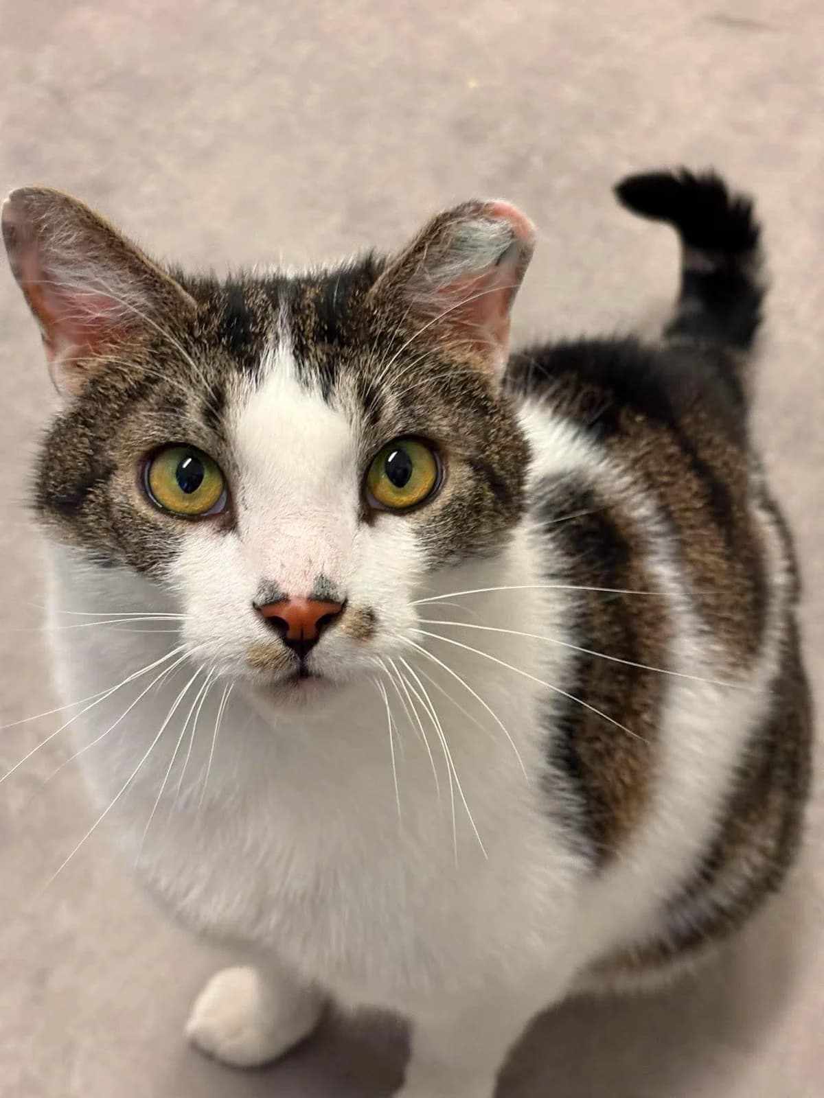 Bamse, male 3yo Mixed Breed for adoption at Dyrebeskyttelsen Norge Nord-Trondelag, Steinkjer