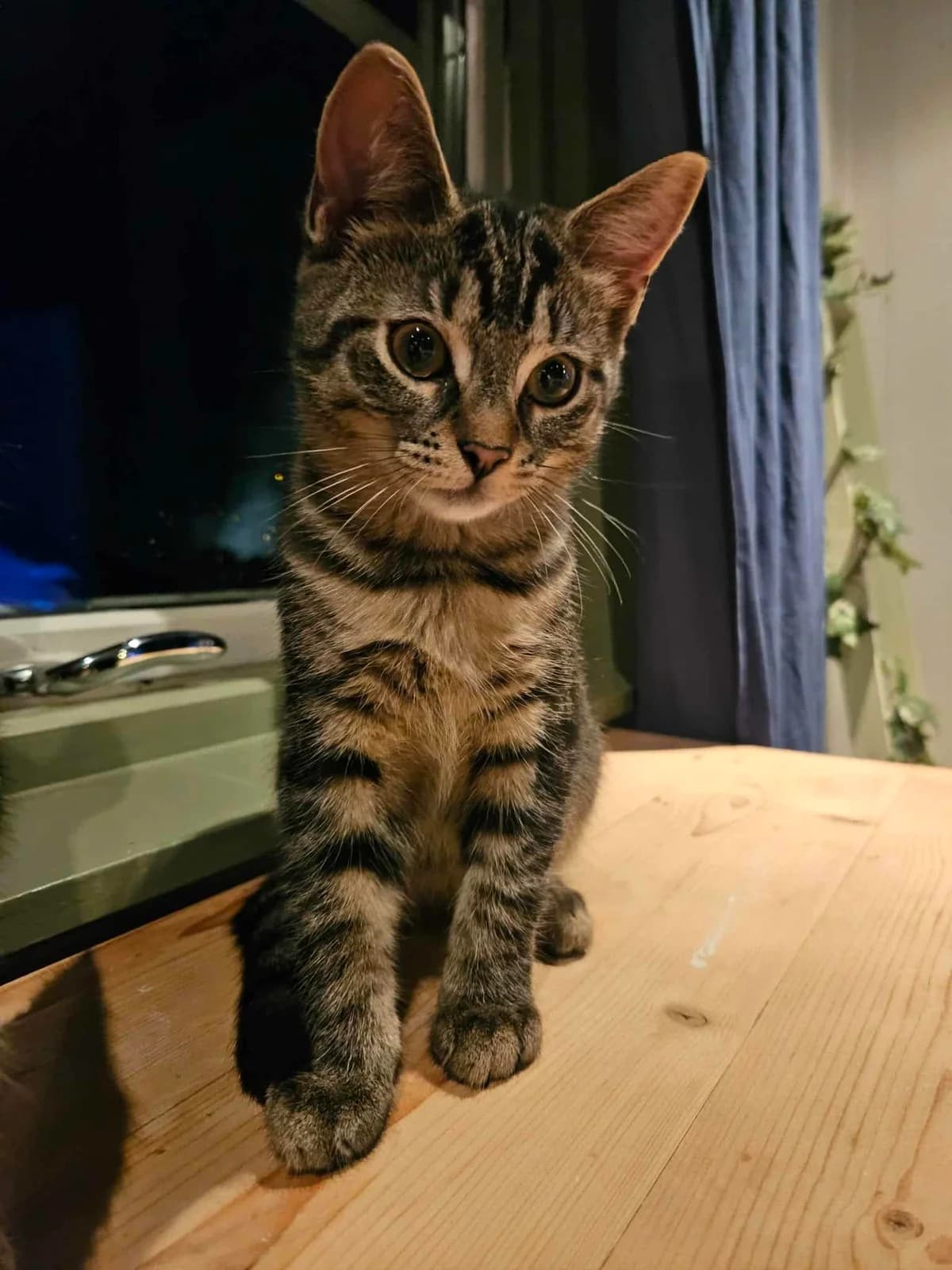 Lusi, female puppy Mixed Breed for adoption at Dyrebeskyttelsen Norge Nord-Trondelag, Steinkjer