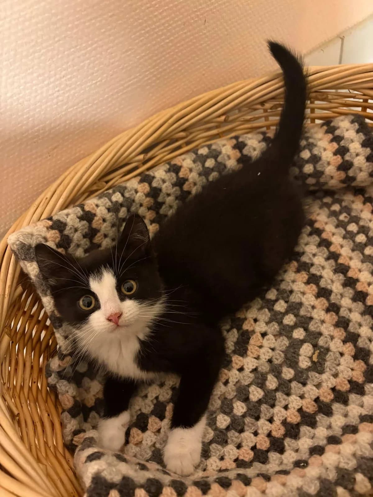 Toll, female puppy Mixed Breed for adoption at Dyrebeskyttelsen Norge Nord-Trondelag, Steinkjer