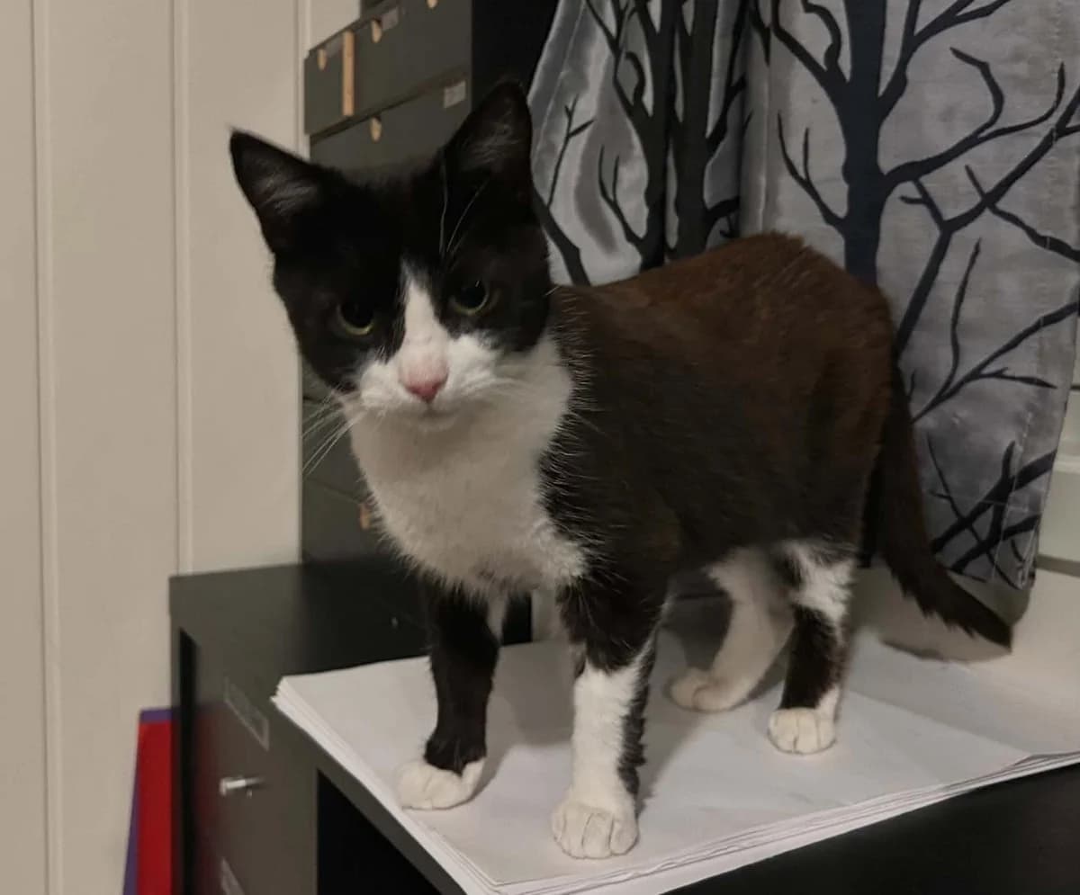 Saga, female Mixed Breed for adoption at Dyrebeskyttelsen Norge Nord-Trondelag, Steinkjer