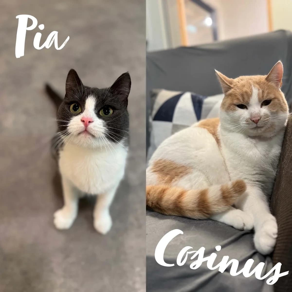 Pia og Cosinus, male young Mixed Breed for adoption at Dyrebeskyttelsen Norge Nord-Trondelag, Steinkjer