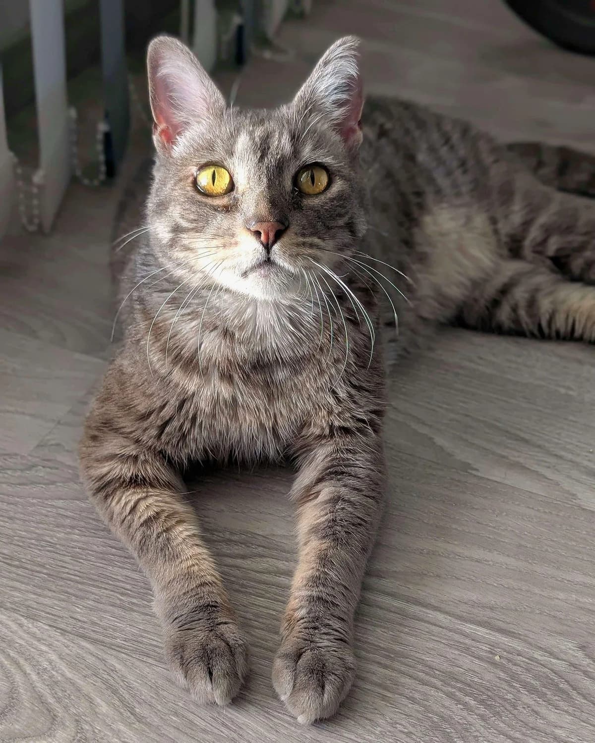 Vixen, male 7yo Mixed Breed for adoption at DYREBESKYTTELSEN NORGE OSLO OG AKERSHUS, Oslo