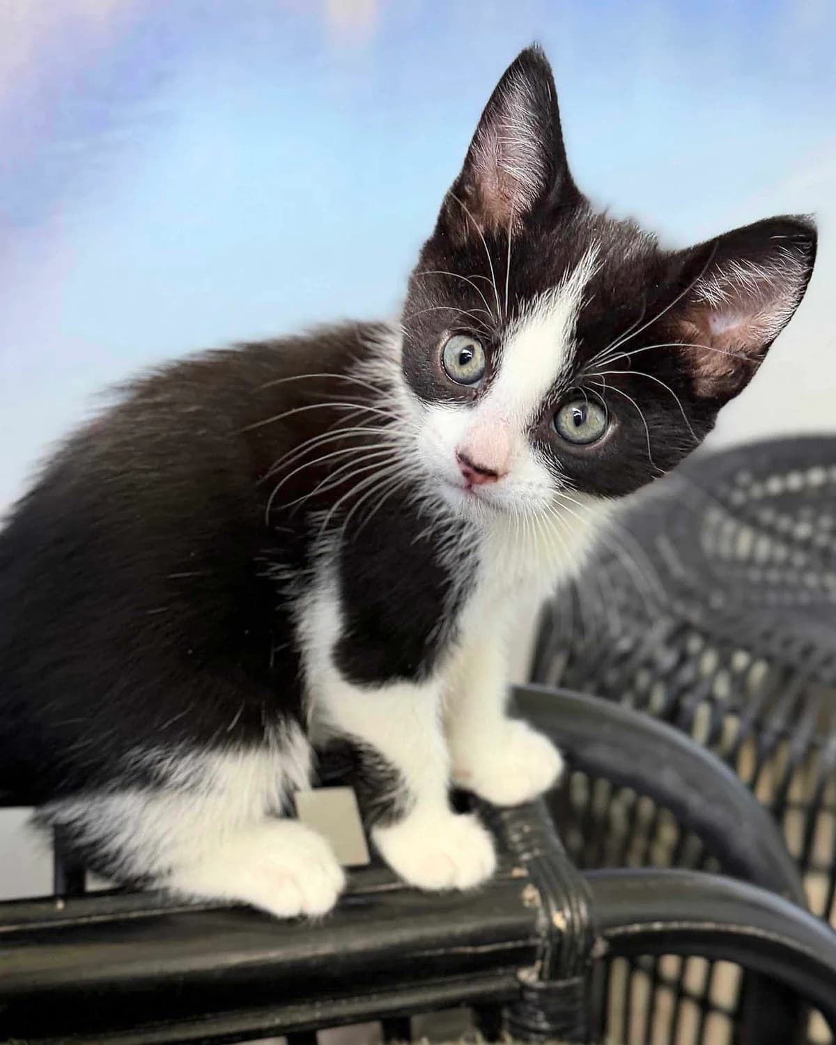 Charlie, male Mixed Breed for adoption at DYREBESKYTTELSEN NORGE OSLO OG AKERSHUS, Oslo