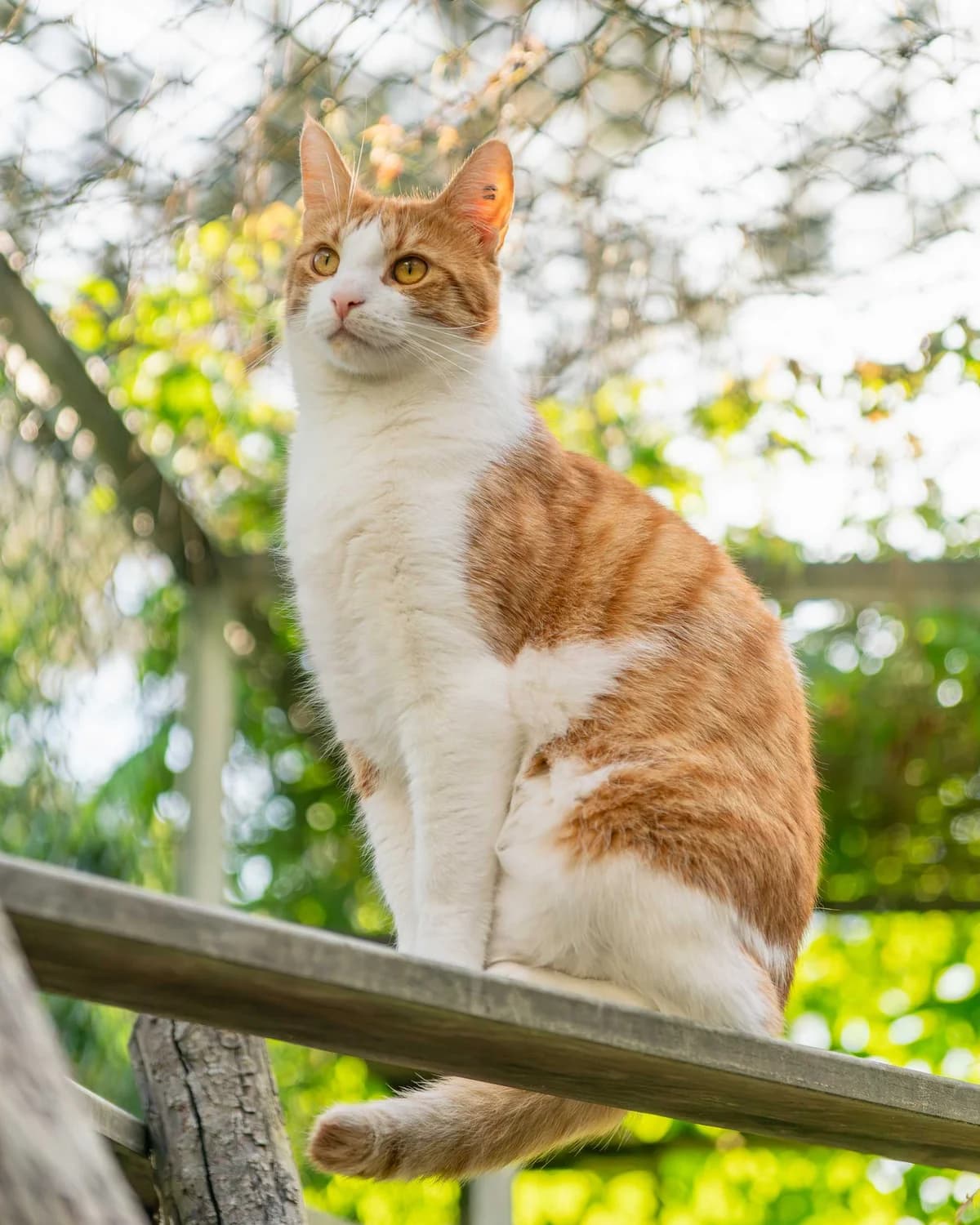 Birk, 3yo Mixed Breed for adoption at DYREBESKYTTELSEN NORGE OSLO OG AKERSHUS, Oslo