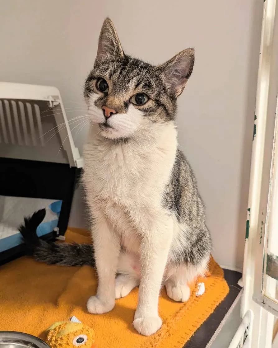 Elvira, male young Mixed Breed for adoption at DYREBESKYTTELSEN NORGE OSLO OG AKERSHUS, Oslo