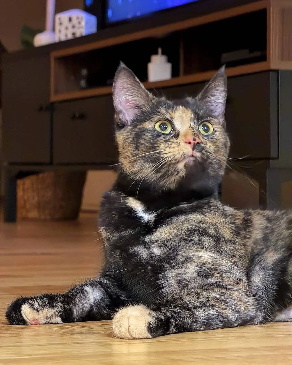 Dottie, female young Mixed Breed for adoption at DYREBESKYTTELSEN NORGE OSLO OG AKERSHUS, Oslo