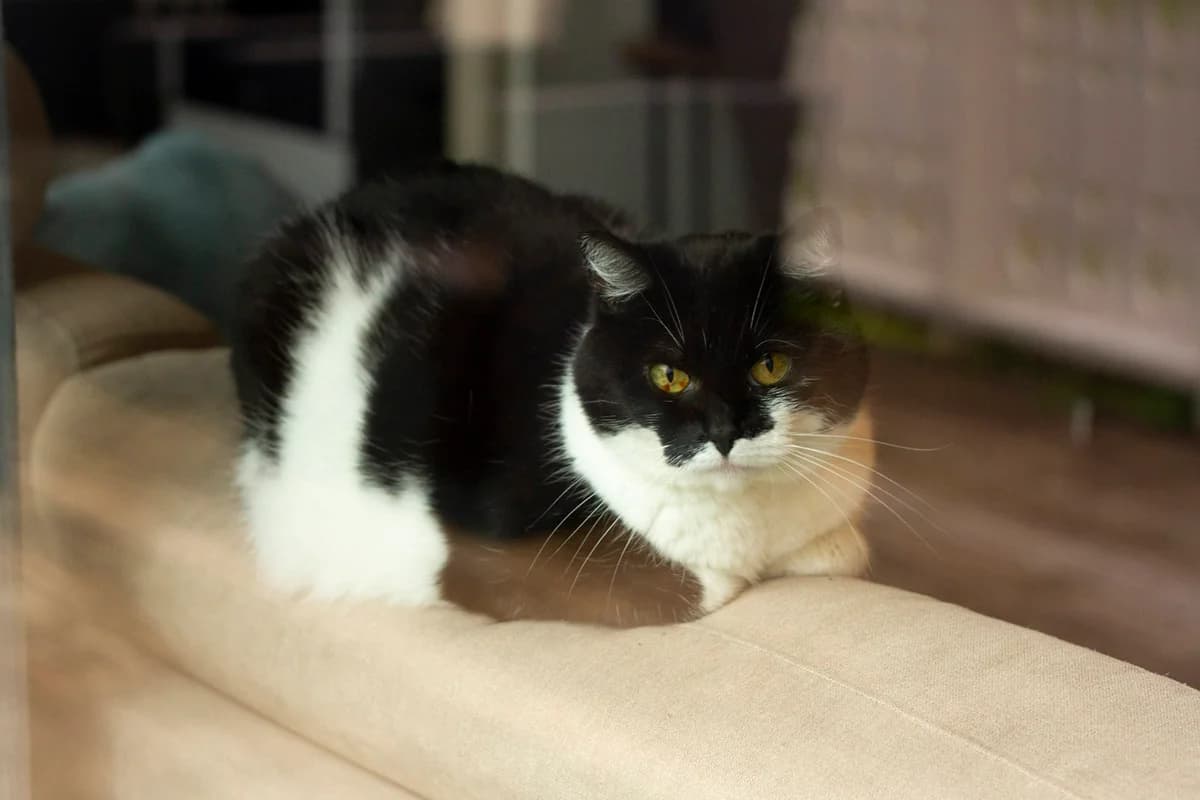 Lilly, female senior Mixed Breed for adoption at Dyrebeskyttelsen Norge Salten, Bodø