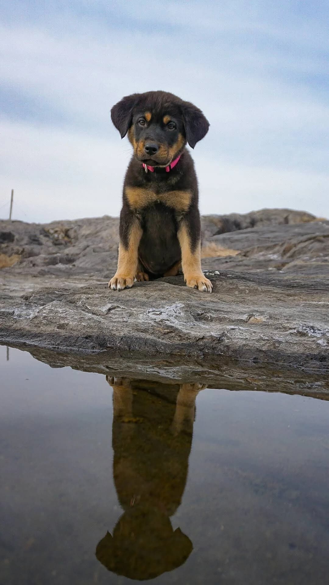 Nadja, female Mixed Breed for adoption at Dyrebeskyttelsen Norge Salten, Bodø