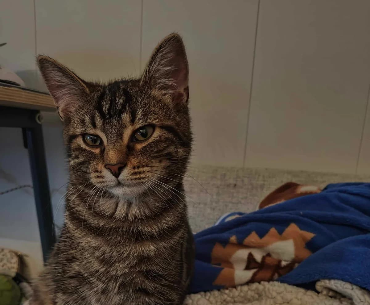 Lochlann, male Mixed Breed for adoption at Dyrebeskyttelsen Norge Salten, Bodø