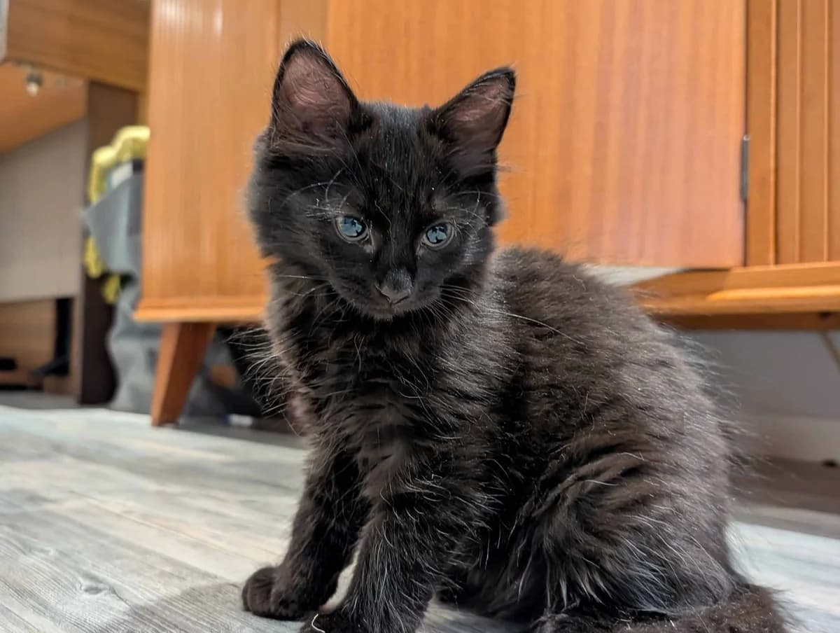 Nyan, female Mixed Breed for adoption at Dyrebeskyttelsen Norge Salten, Bodø