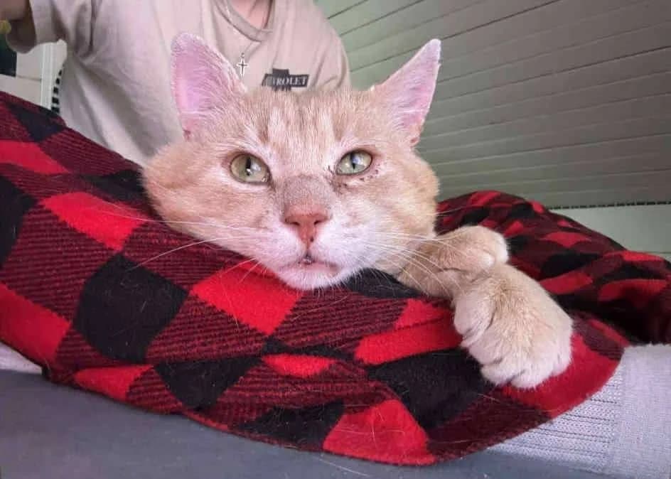 Oskar, male 5yo Mixed Breed for adoption at Dyrebeskyttelsen Norge Sogn og Fjordane, Førde