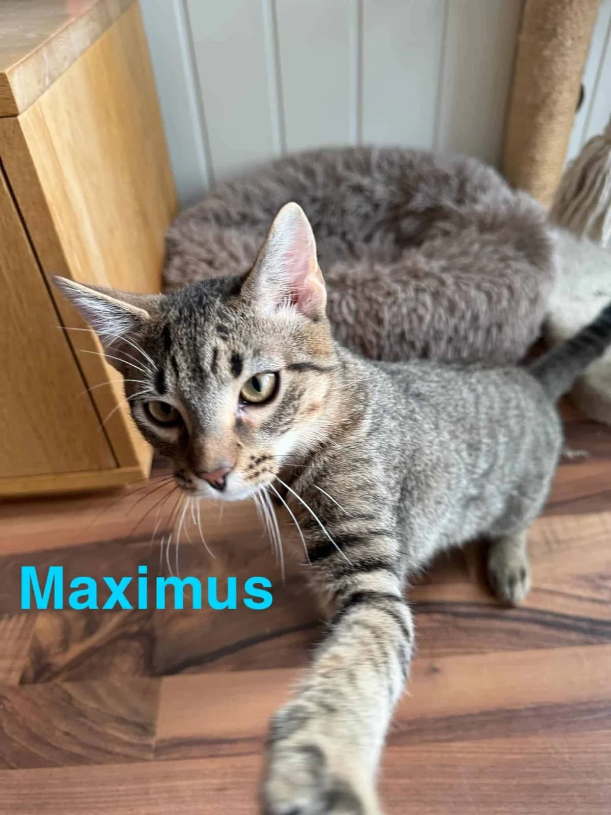 Maximus, male senior Mixed Breed for adoption at Dyrebeskyttelsen Norge Sogn og Fjordane, Førde
