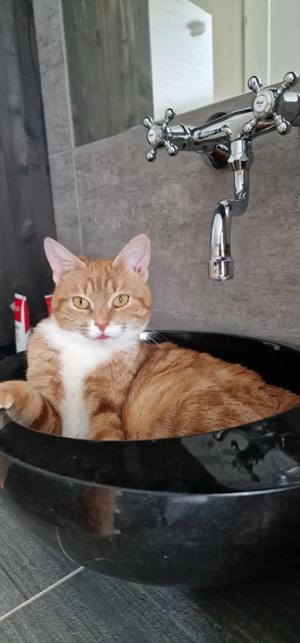 Chara, 5yo Mixed Breed for adoption at Dyrebeskyttelsen Norge Sogn og Fjordane, Førde