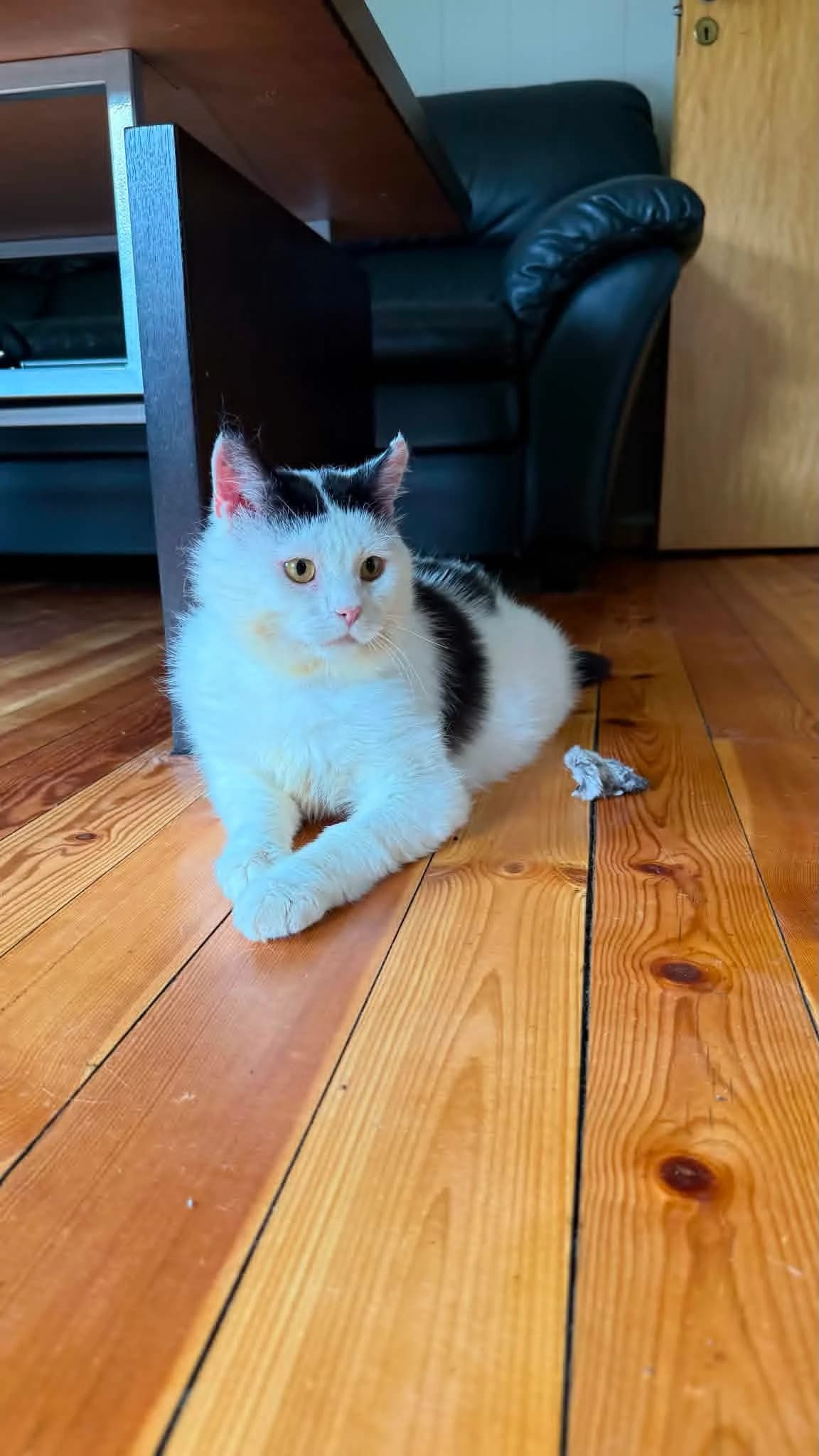 Ask, male 3yo Mixed Breed for adoption at Dyrebeskyttelsen Norge Sogn og Fjordane, Førde