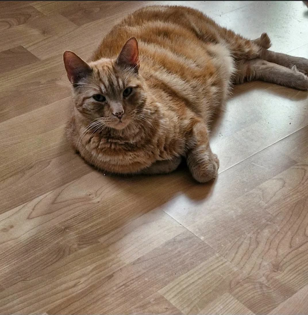 Mons, male senior Mixed Breed for adoption at Dyrebeskyttelsen Norge Sogn og Fjordane, Førde