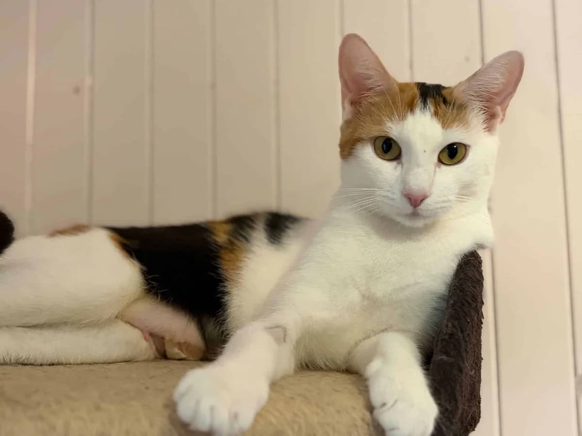 Trixie, female young Mixed Breed for adoption at Dyrebeskyttelsen Norge Sogn og Fjordane, Førde