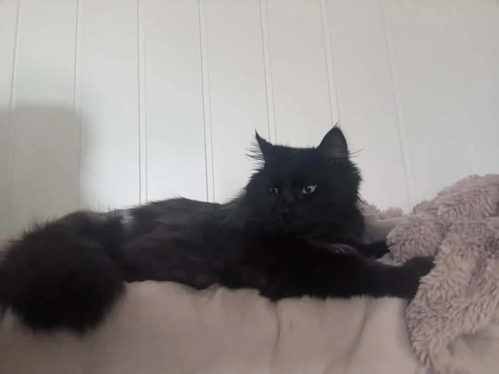 Martin, male Mixed Breed for adoption at Dyrebeskyttelsen Norge Telemark, Skien