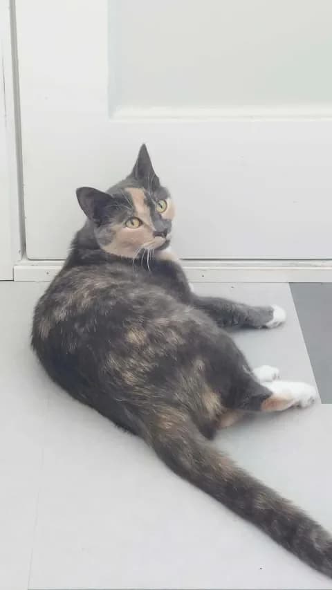Lucy, female 3yo Mixed Breed for adoption at Dyrebeskyttelsen Norge Telemark, Skien