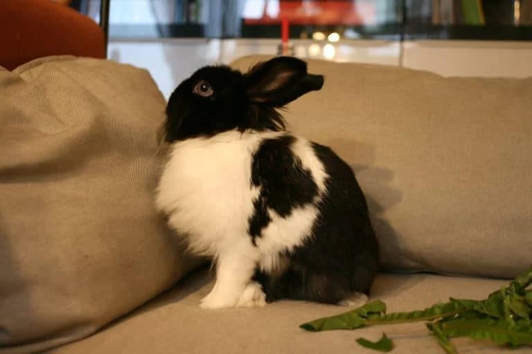 Kaninfrøken Jennie, hvit female 4yo Mixed Breed for adoption at Dyrebeskyttelsen Norge Tromsø, Tromsø