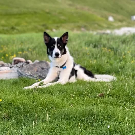 Balto, male 5yo Mixed Breed for adoption at Dyrebeskyttelsen Norge Tromsø, Tromsø