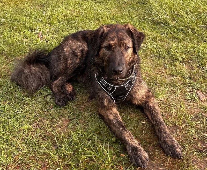 Kaido, male young Mixed Breed for adoption at Dyrebeskyttelsen Norge Tromsø, Tromsø