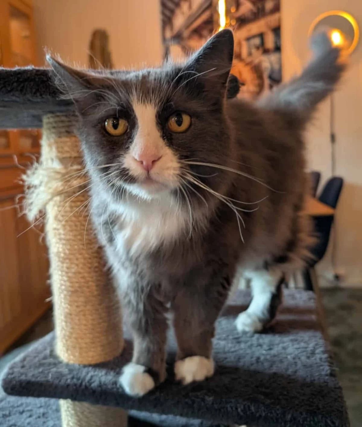 Loomis, male senior Mixed Breed for adoption at Dyrebeskyttelsen Norge Tromsø, Tromsø