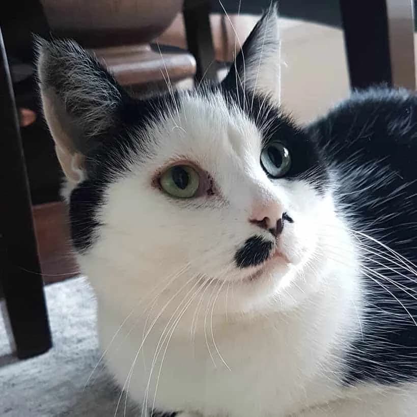 Lurven, male senior Domestic Shorthair for adoption at Dyrebeskyttelsen Oslo, Oslo