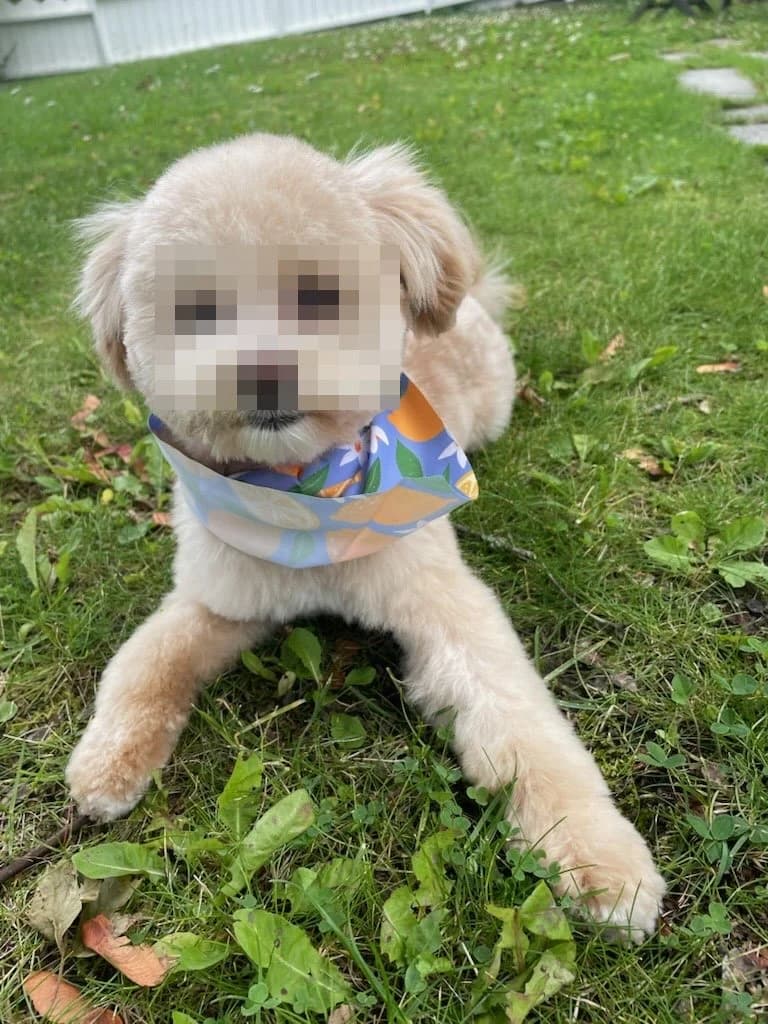 Bobbie, female young Mixed Breed for adoption at Dyrebeskyttelsen Oslo, Oslo