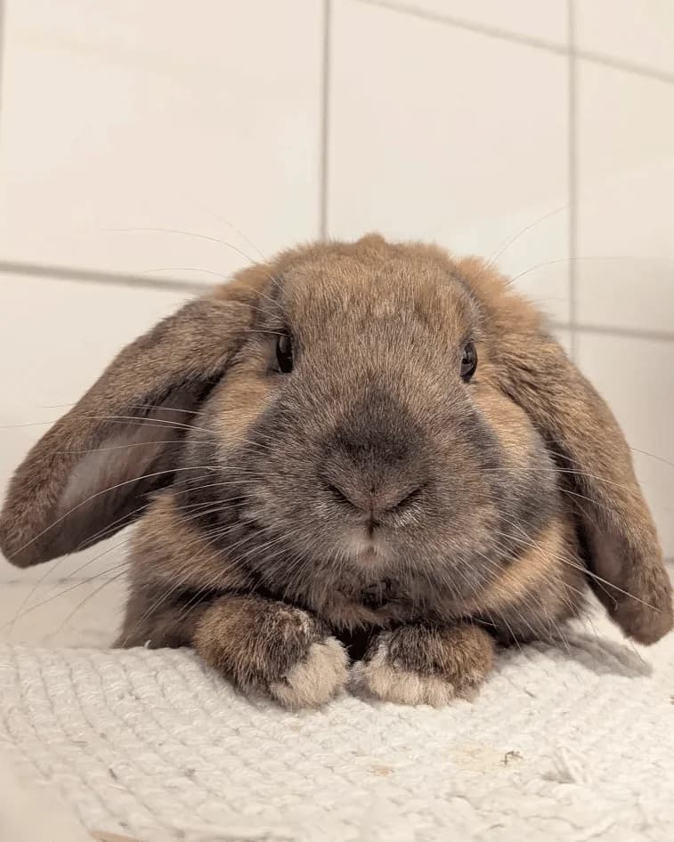 Brynjar, male young Mixed Breed for adoption at Dyrebeskyttelsen Oslo, Oslo