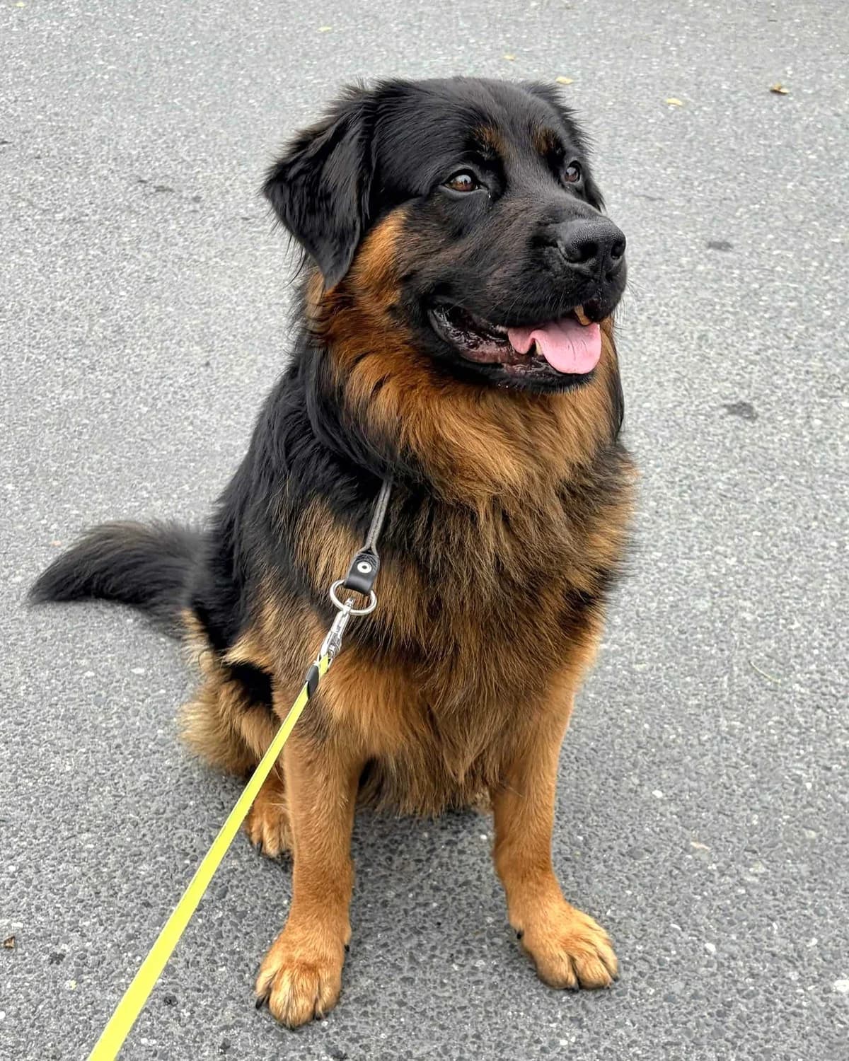 Conan, male 3yo Mixed Breed for adoption at Dyrebeskyttelsen Oslo, Oslo