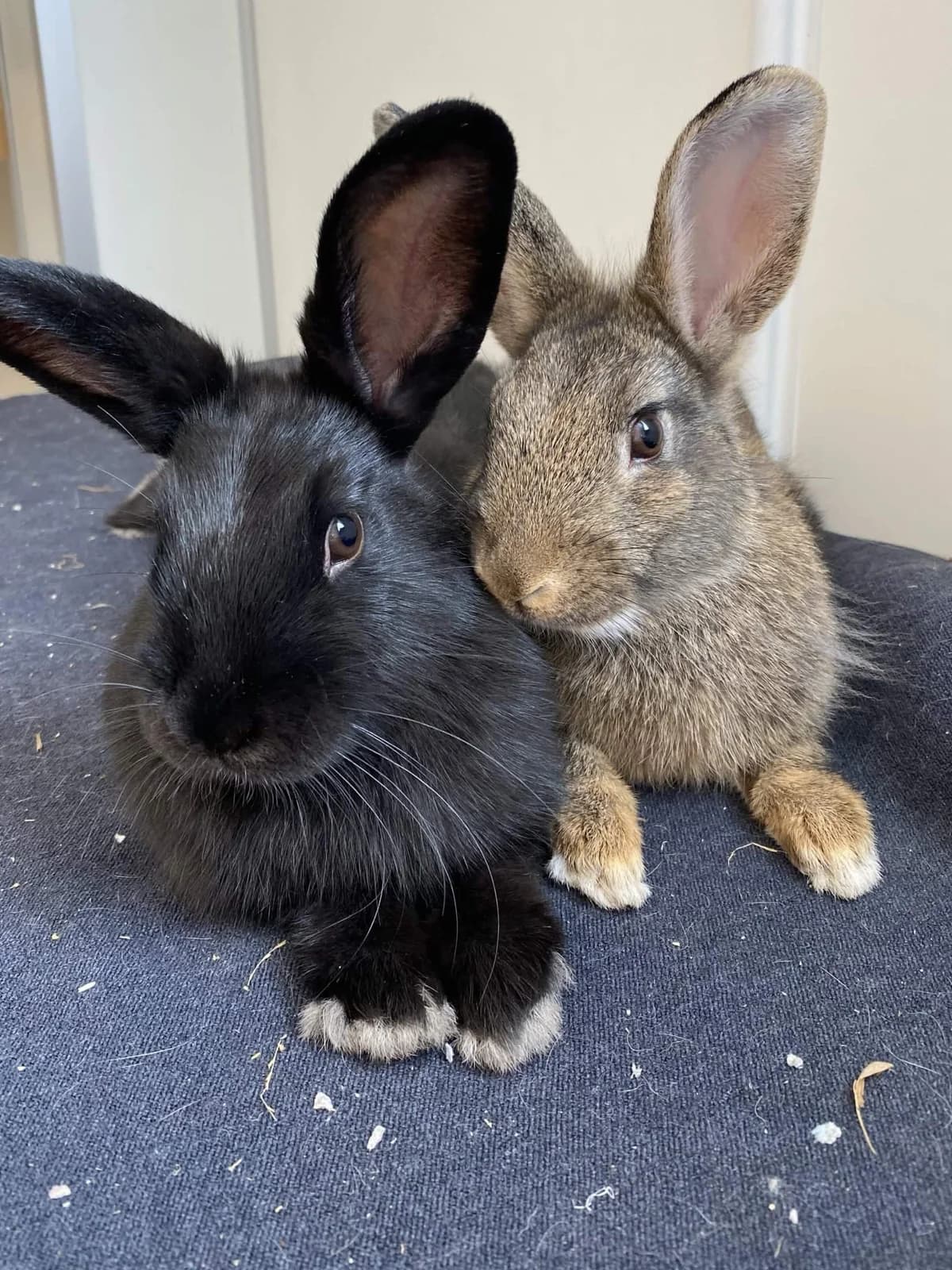 Fantus & Multe, brun female puppy Mixed Breed for adoption at Dyrebeskyttelsen Oslo, Oslo