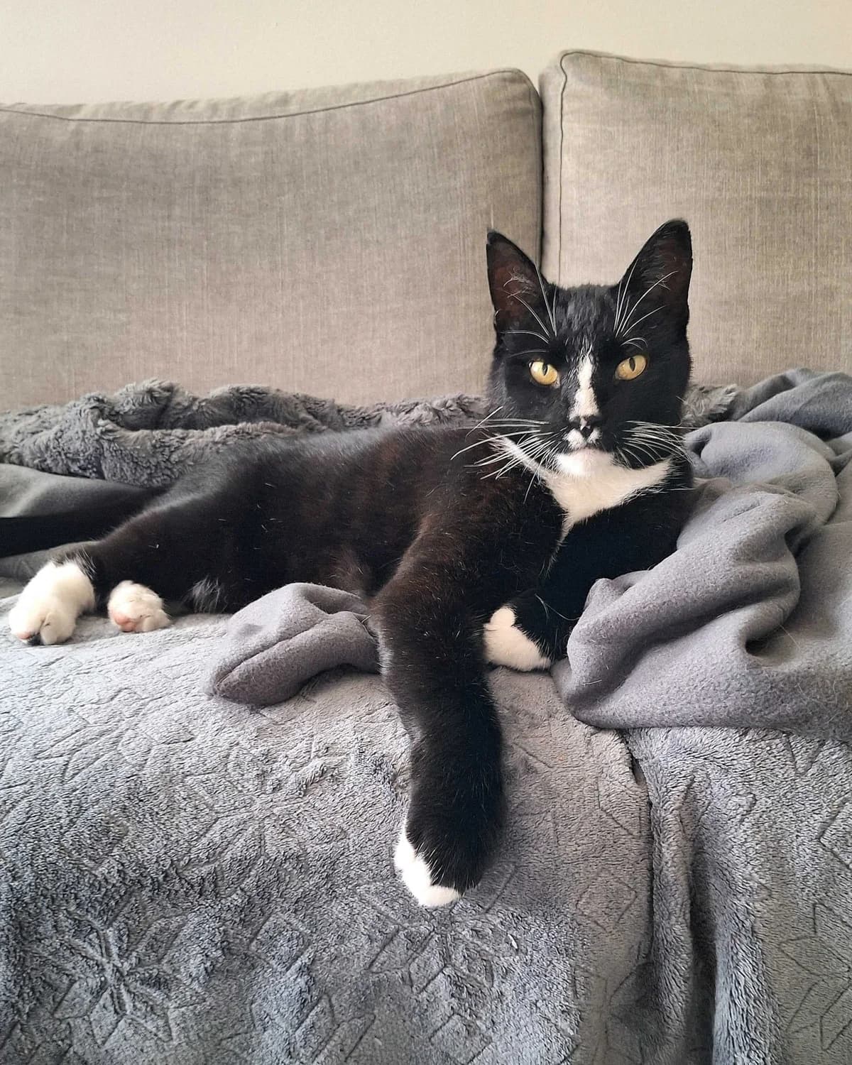 Gaute, male Mixed Breed for adoption at Dyrebeskyttelsen Oslo, Oslo