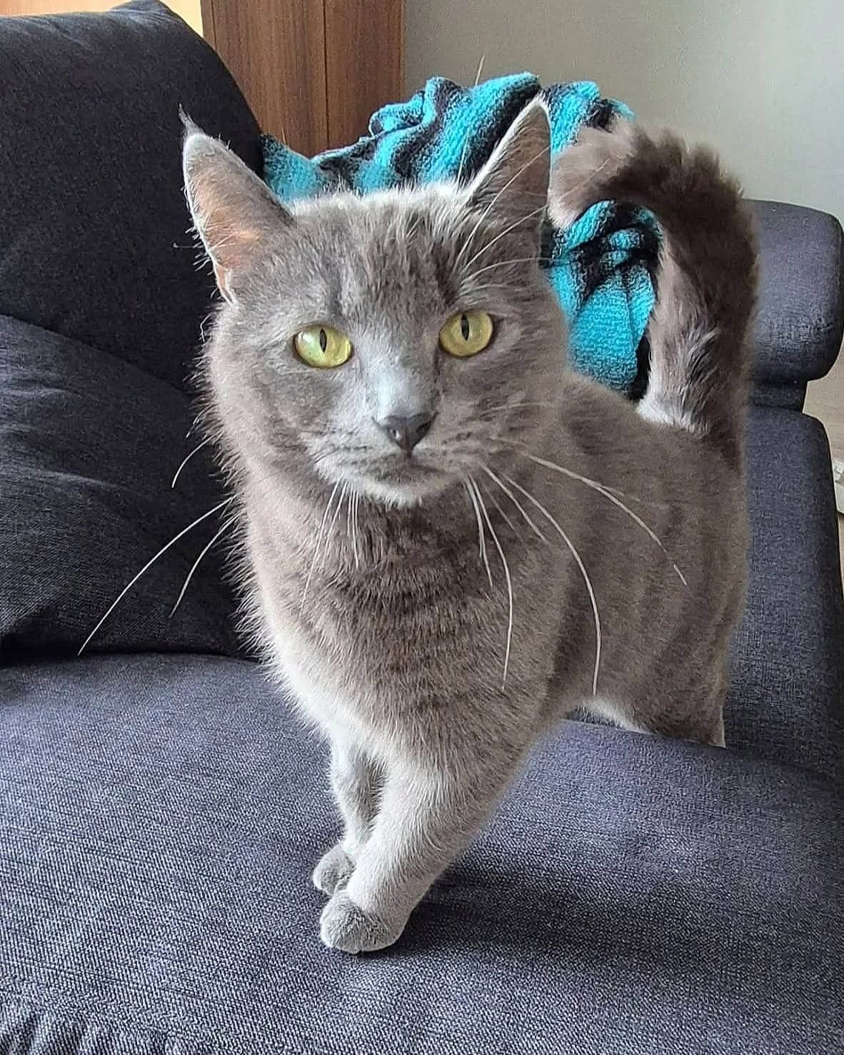 Gråtass, grå male Domestic Shorthair for adoption at Dyrebeskyttelsen Oslo, Oslo