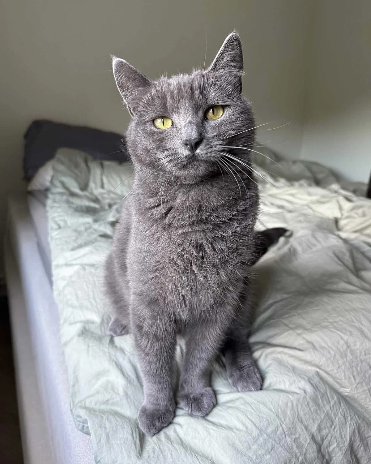 Gråtass, grå male Domestic Shorthair for adoption at Dyrebeskyttelsen Oslo, Oslo