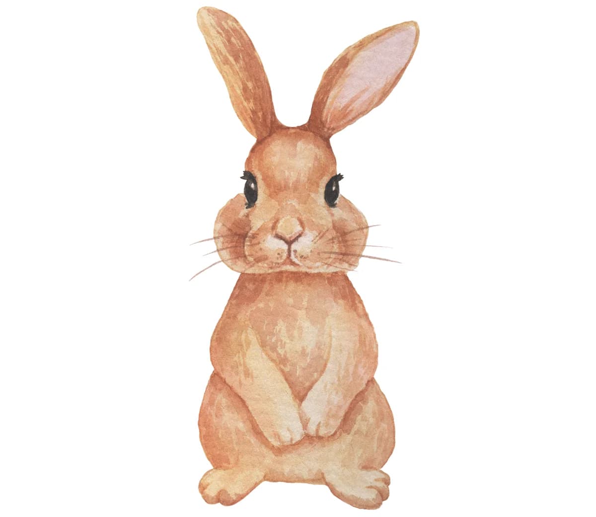 Hunnkanin søker for-alltid-hjem, female Mixed Breed for adoption at Dyrebeskyttelsen Oslo, Oslo