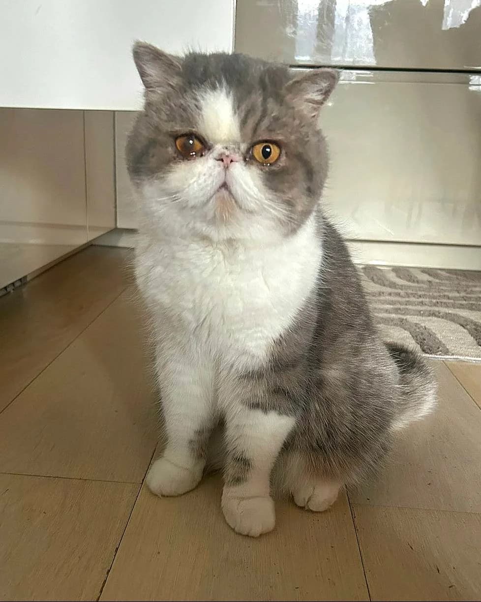 Kadzi, male Mixed Breed for adoption at Dyrebeskyttelsen Oslo, Oslo