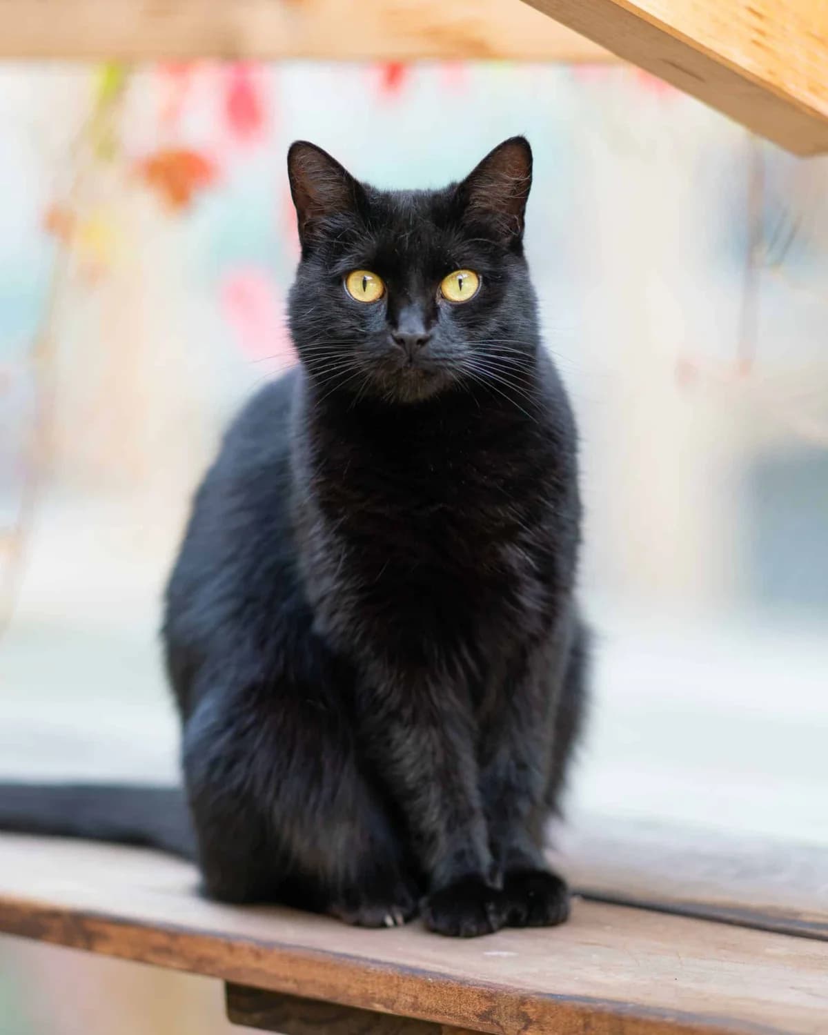 Kaia, female Mixed Breed for adoption at Dyrebeskyttelsen Oslo, Oslo